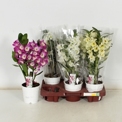 Dendrobium Nobile Cultivars 12Ø 40cm 2st