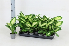 Dieffenbachia Camilla 8Ø 30cm