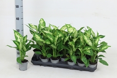 Dieffenbachia Compacta 8Ø 28cm