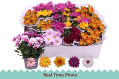 Chrysanth Mix 5 Colours 12Ø 25cm