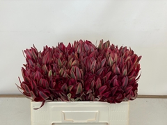 Leucadendron Jester 50cm