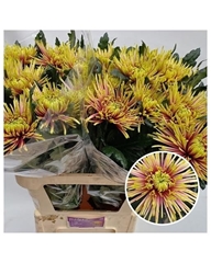 Chrysanth Single Tula 90cm 125gr.