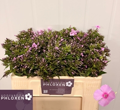 Phlox Sweet Lexy 50cm