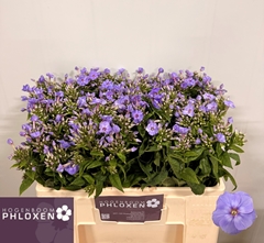 Phlox Butterfly 50cm