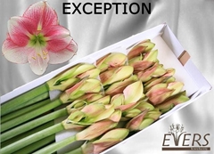 Hippeastrum Exception 70cm