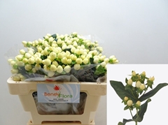 Hypericum Magical White Princess 50cm