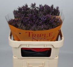 Limonium Safora Dark Blue 70cm 35gr.