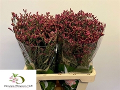 Limonium Sinense Scarlet Diamond 65cm 25gr.