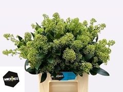 Skimmia Japonica Yuki Per Bunch 45cm