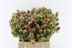 Leucadendron Teretifolium 40cm