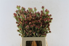 Leucadendron Jubilee Crown 60cm