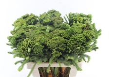 Brunia Albiflora 60cm