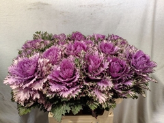 Brassica Rigel 70cm