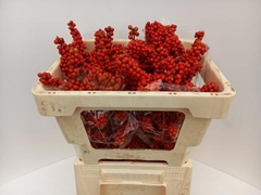Ilex Brit Buys 50cm