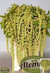 Amaranthus Caudatus Cycloop 80cm