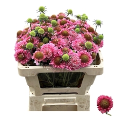 Scabiosa Candy Scoop 53cm