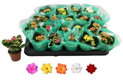 Kalanchoe Double Rosaline Mix 6Ø 12cm