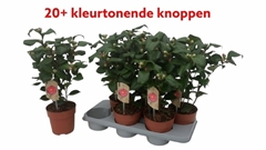 Camellia Japonica Dr King 15Ø 55cm