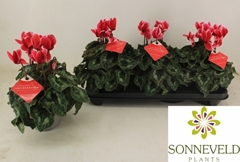 Cyclamen Persicum Halios Red Satisfaction 13Ø 27cm