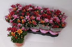 Chrysanth Mix 12Ø 26cm