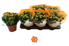 Kalanchoe Double Rosalina Don Pedro 15Ø 27cm