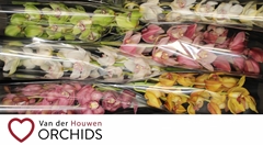 Cymbidium Mix 80cm