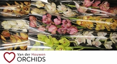 Cymbidium Mix 60cm
