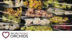 Cymbidium Mix 50cm