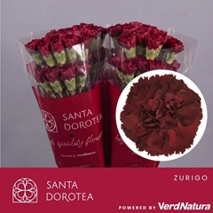Dianthus Single Zurigo 65cm
