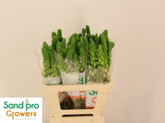 Ornithogalum Thyrsoides Milky Way 60cm