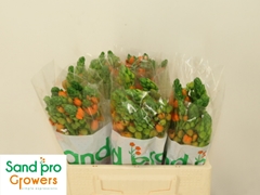 Ornithogalum Dubium Sunray 35cm