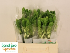 Ornithogalum Thyrsoides Milky Way 35cm