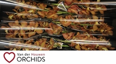 Cymbidium Charly Brown 70cm