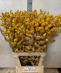 Ilex Magical Citronella 100cm