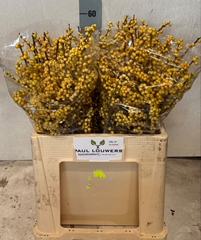 Ilex Magical Citronella 60cm