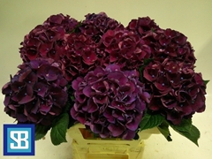 Hydrangea Royal King 60cm 14-16cm Hd