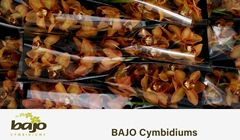 Cymbidium Charly Brown 50cm