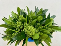 Skimmia Kew Green Per Bunch 40cm