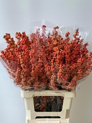 Ilex Magical Daydream 70cm