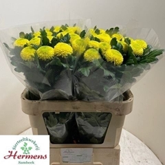 Chrysanth Single Golden Ping Pong 80cm 80gr.