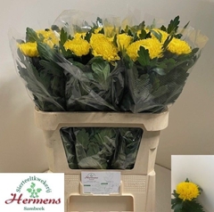 Chrysanth Single Astroid 80cm 110gr.