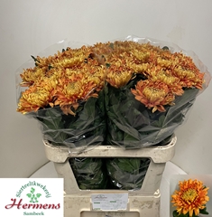 Chrysanth Single Astro 80cm 110gr.