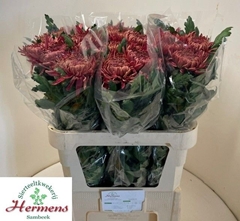 Chrysanth Single Hornbill Salmon 80cm 100gr.