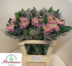 Chrysanth Single Hornbill 80cm 120gr.