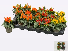 Capsicum Salsa Mix 9Ø 15cm