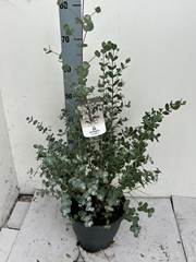 Eucalyptus Urnigera 23Ø 100cm