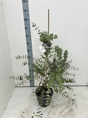 Eucalyptus Cinerea 23Ø 90cm