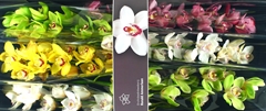 Cymbidium Mix 80cm