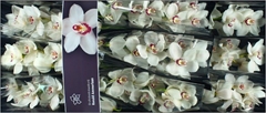 Cymbidium Mazurka 60cm