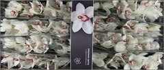 Cymbidium Mazurka 80cm